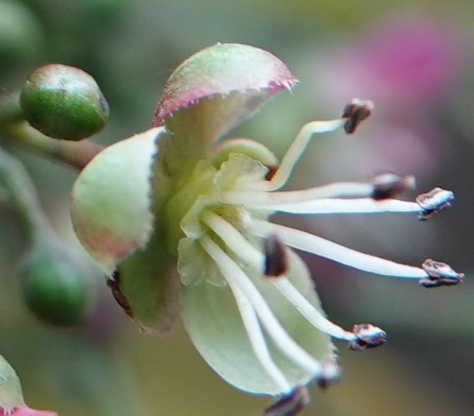 Delavaya toxocarpa, D. Boufford 44087--China. Yunnan. Xinshao Village. 28 Apr 2018. DSC00001 (36).JPG