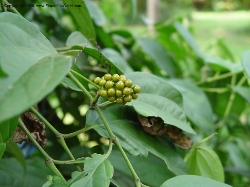 Piper guineense--Cameroon. Limbe Botanic Garden. 4 Dec 03. 101.jpg