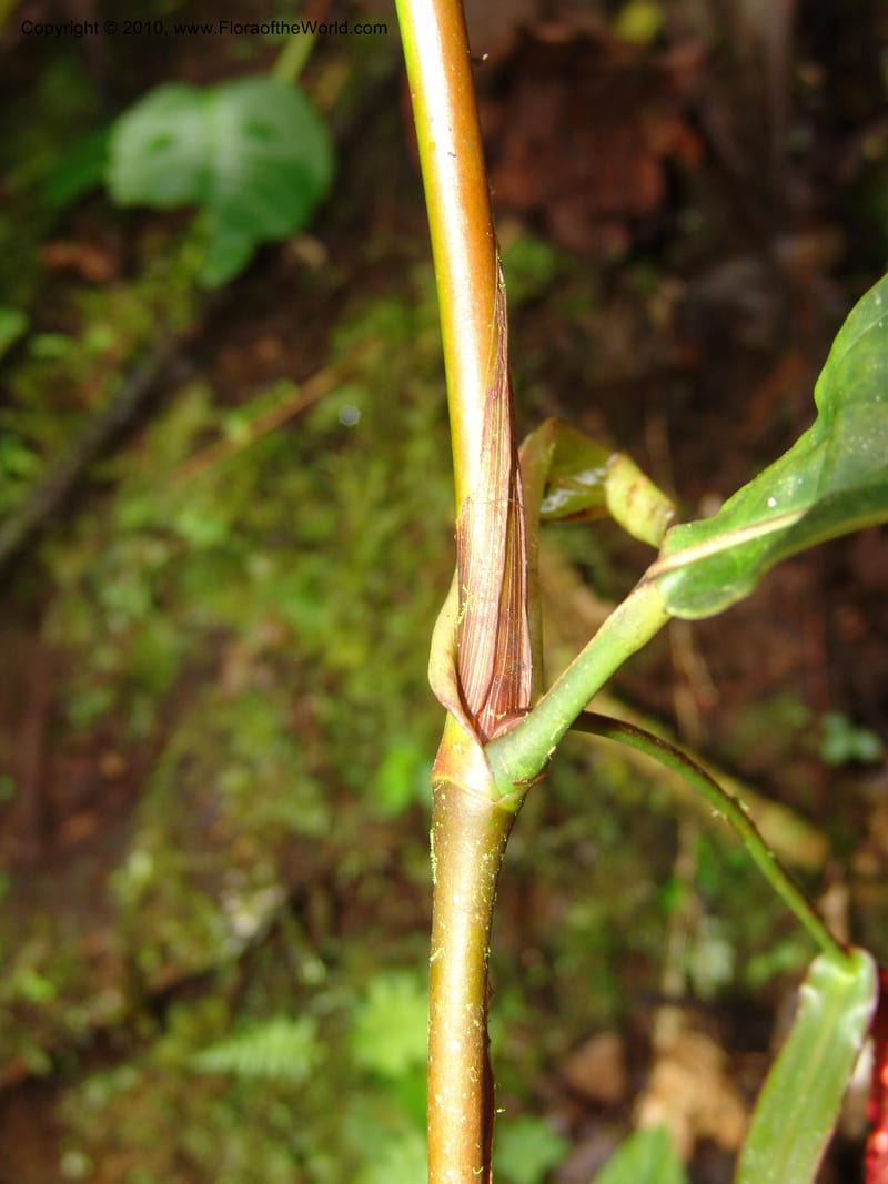 Anthurium aristatum, Croat 95962--Ecuador. Edo. Pichincha. Bosque Nublado Sta. Lucia. 14 Mar 06. 349 (8).jpg