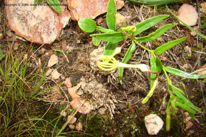 Ceropegia, WKindeketa3047--Tanz. Makete Distr. Kitulo Nat. Pk. 25 Jan 08. 312.jpg