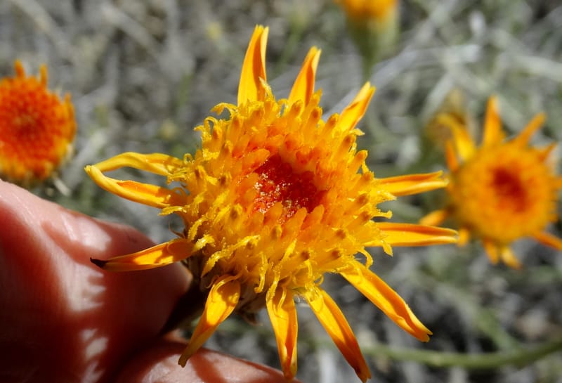 Adenophyllum cooperi, Davidson, C 13174--California, Mojave Nat'l Pres., 23 Apr 2016  8561 (2).JPG