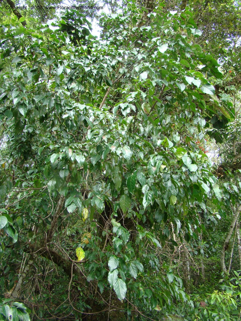 Turpinia occidentalis, NMartinezM2410--MX. Chiapas. Cta. Guapilla-Tapalapa. 13 Sep 08. 219.jpg