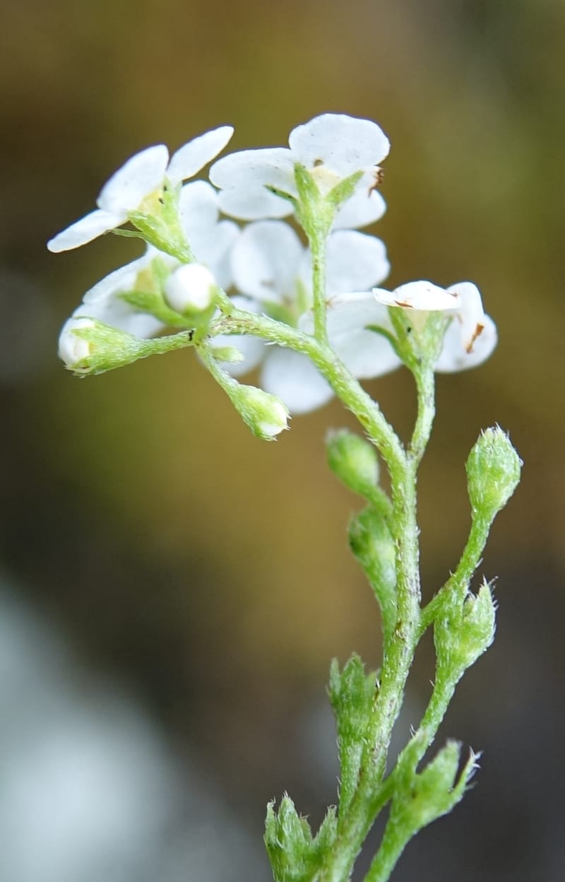 Trigonotis formosana, Tseng Yu-Hsin 1317--Taiwan. SW of Nanshan on highway 7. 20 May 2016. DSC03339 (76).JPG