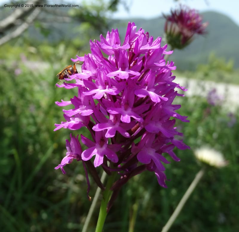 Anacamptis pyramidalis, Davidson, C 12453--Georgia (Caucasus). Shio Mgvime. 7 Jun 2014. DSC07779 (46).JPG