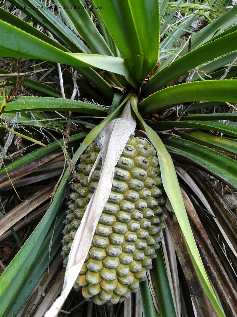 Pandanus pancheri,  M. Callmander 980--New Caledonia. Nodela Reserve. 19 Feb 2011. 001 (3).jpg