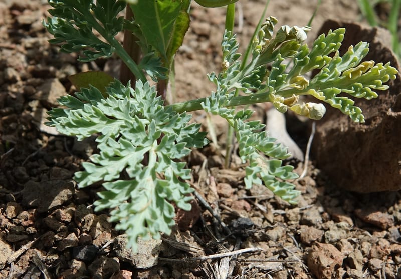 Cymopterus glaucus, C. Davidson 13559--ID. Blaine Co. Rock Creek Preserve. TNC. 14 May 2017. DSC00477 (43).JPG