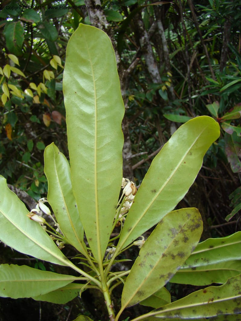 Pittosporum, Gemmill, C 631--New Caledonia,  Dzumac, 20 Nov 2007, 989 (10).jpg
