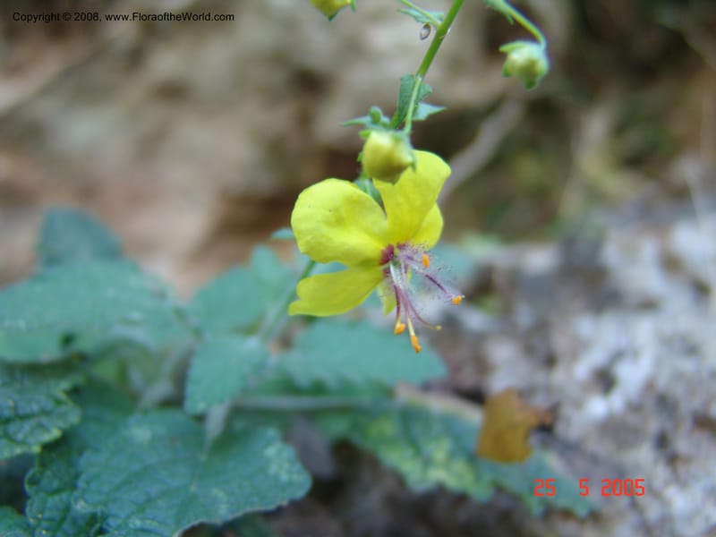 Verbascum arcturus--Crete. Ep. Kisamos. Sirikari Gorge. 25 May 05. 357.jpg