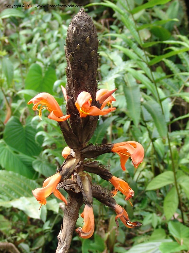Pitcairnia, Croat 95144--Ecuador. Esmeraldas. Alto Tambo. 21 Feb 05. 260 (7).jpg