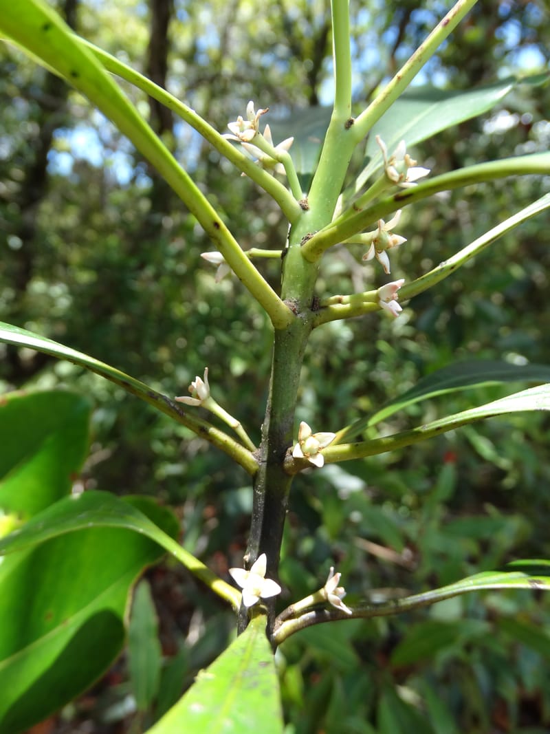 Phelline, Callmander, M 1238--New Caledonia. Mont Dzumac. 12 Nov 2015. DSC01563 (216).JPG