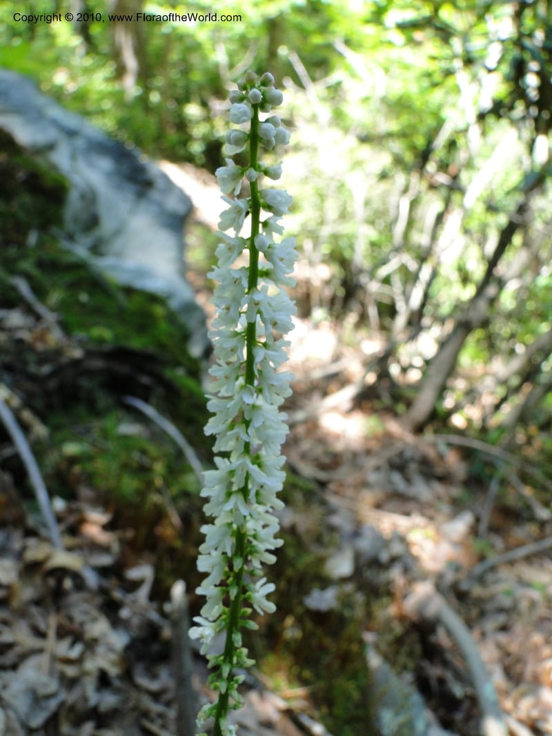 Galax aphylla, Mori, S 27456, USA, North Carolina, Stokes County, Hall Rd, 1.1 mile W of junction with Moores Springs Rd., 26 May 2010 (1).JPG