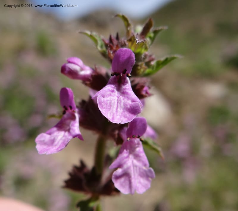 Stachys grandidentata, W. D. Stevens 34186--Chile, La Laguna Maule, 22 Feb 2013 9561 (8).JPG