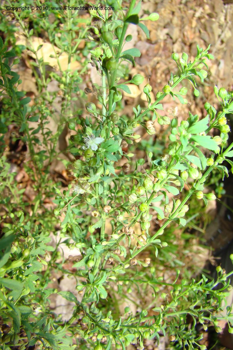 Capraria, B. Hammel xx--Costa Rica. Prov. San Jose. 20 April 09. 117.jpg