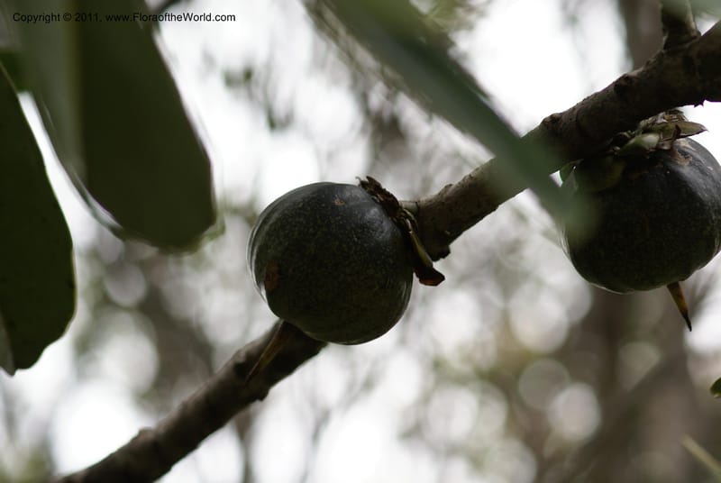 Strasburgeria robusta, Munzinger, J 4877--New Caledonia,  Dzumac, 20 Nov 2007, 28 (30).JPG