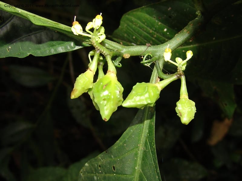 Solanum anceps, R. Vasquez 33006--Peru. Pillcopata. Qbda Pini Pini. 29 Oct 07. 666 (21).jpg