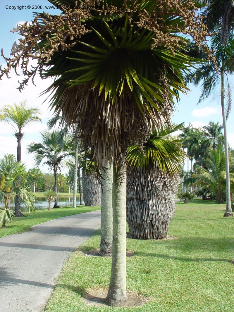 Copernicia macroglossa. P.1894 A--FL. Fairchild Tropical Gard. 16 Jan 03. 032.jpg
