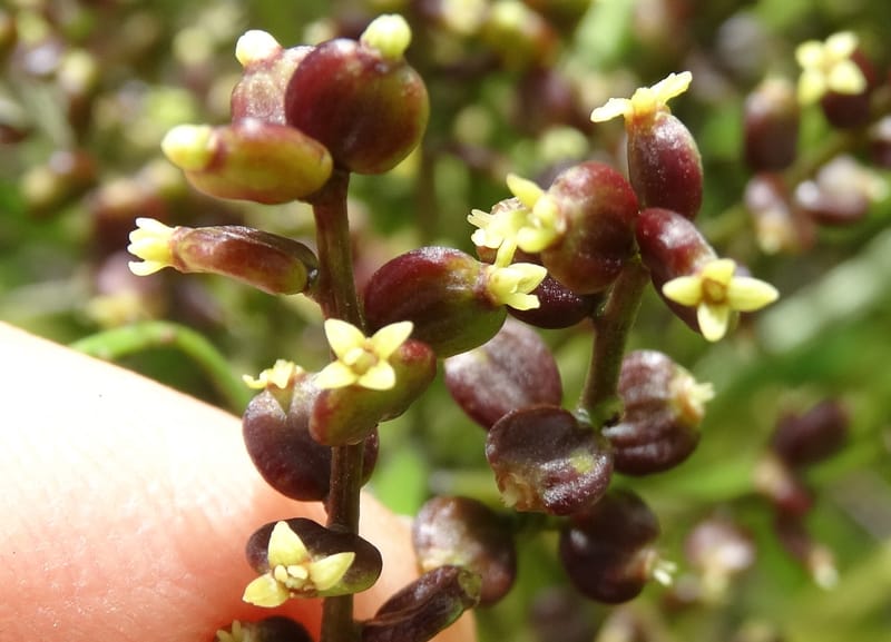 Polyscias joskei, Plunkett, C 3177--Fiji. Delaikoro Mtn. 3 Nov 2015. DSC08393 (44).JPG
