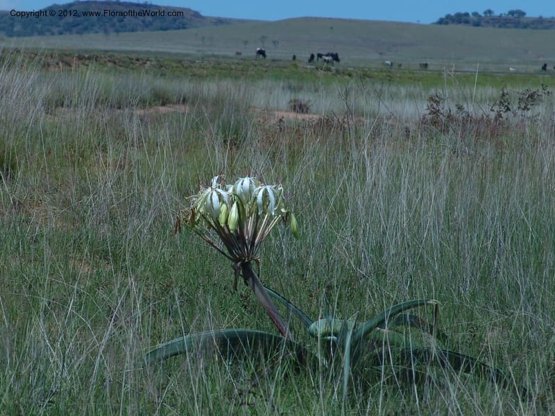 Crinum sp. unk., Not collected-Madagascar  021.jpg