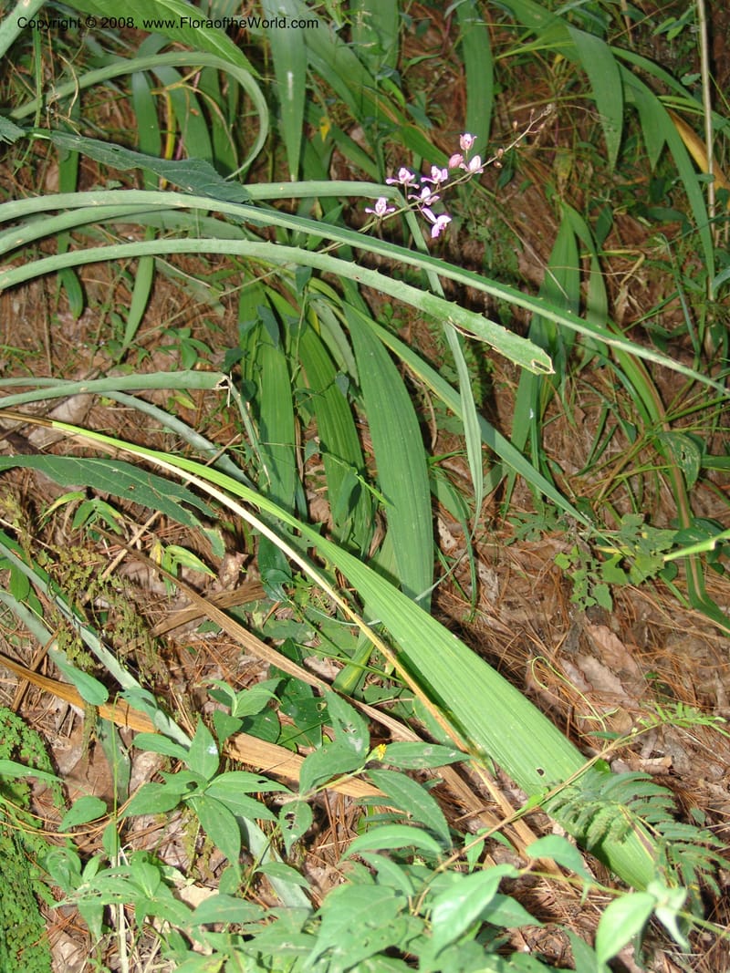 Bletia purpurea, N.Martinez592--MX. Chiapas.  Camino Finca Prusia a Queretaro. 12 Nov 04. 019.jpg