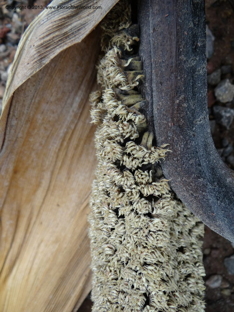 Pandanus unicornutus, Callmander, M 1049--Thailand. Chumphon Prov. Tambon Mab Amarit. 13 Nov 2012. DSC09009 (41).JPG
