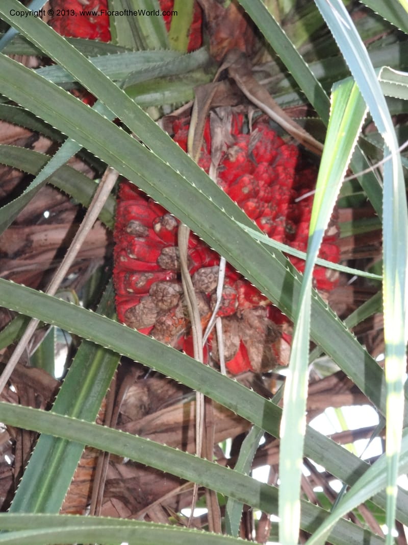 Pandanus odorifer, Callmander 1017--Malaysia, Sarawak. Bako Nat. Park. Beach. 31 Mar 2012. DSC06362 (20).JPG