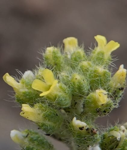 Alyssum alyssoides, C. Davidson 13754--Oregon. Wallowa Co. Zumwalt.Trail Cr. Rd. 4 Jun 2018. DSC04078 (156).JPG