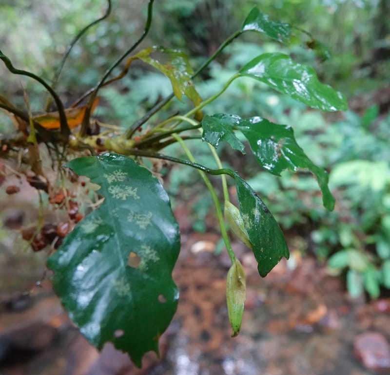 Anubias, C. Davidson 13942--Gabon. Maurel & Prom Oil Rd. 2 Nov. 2018. DSC01376 (68).JPG