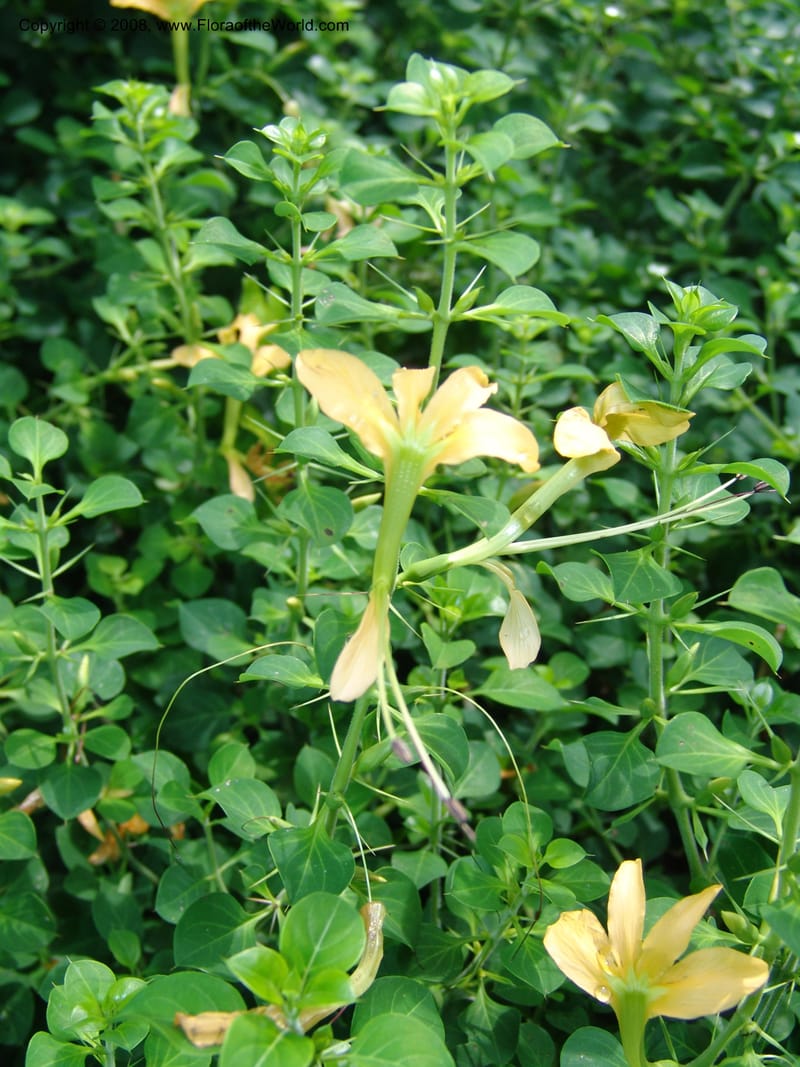 Barleria rotundifolia--So. Africa. Lowveld Nat. Bot. Gard. 14 Mch 05. 221.jpg