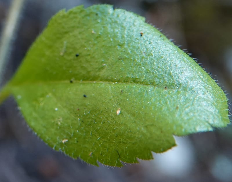 Veronica officinalis, C. Davidson 13799--ID. Latah Co. FSR 447. 7 Jul 2018. DSC05707 (139).JPG