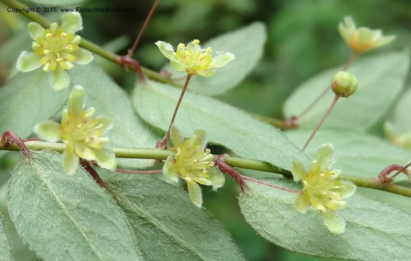 Leptopus chinensis, Boufford, D 43708--China. Sichuan. LongDongZhen on Rd. to LeiYuan Shan. 13 May 2014. DSC05860 (40).JPG