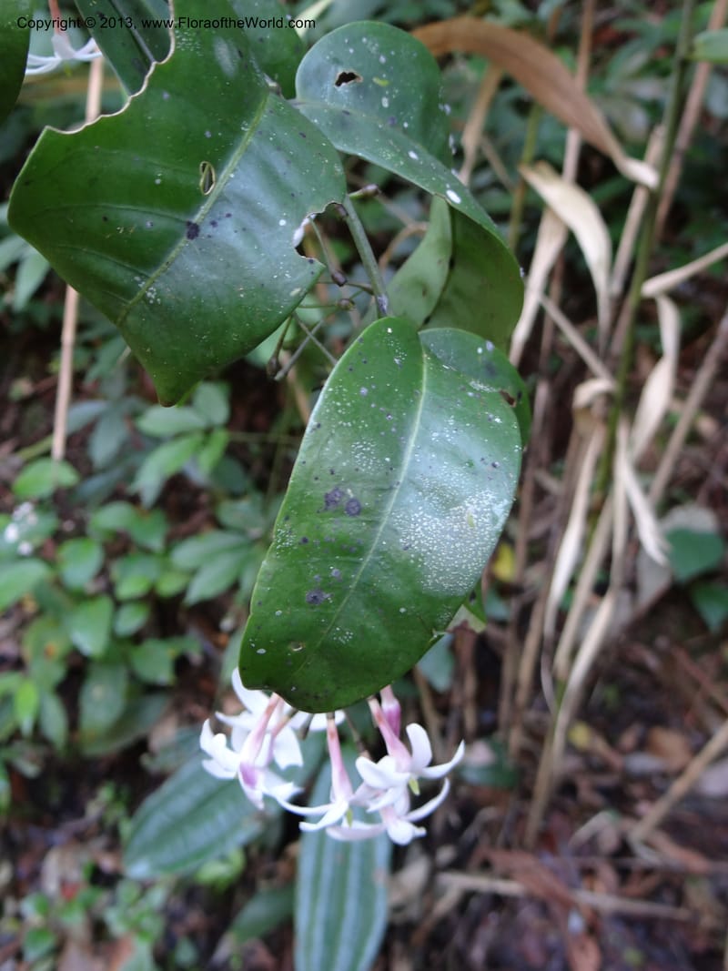 Jasminum, VC 5507--Thailand. Chiang Mai Prov. Doi Inthanon Nat. Park. 9 Nov 2012. DSC08004 (10).JPG