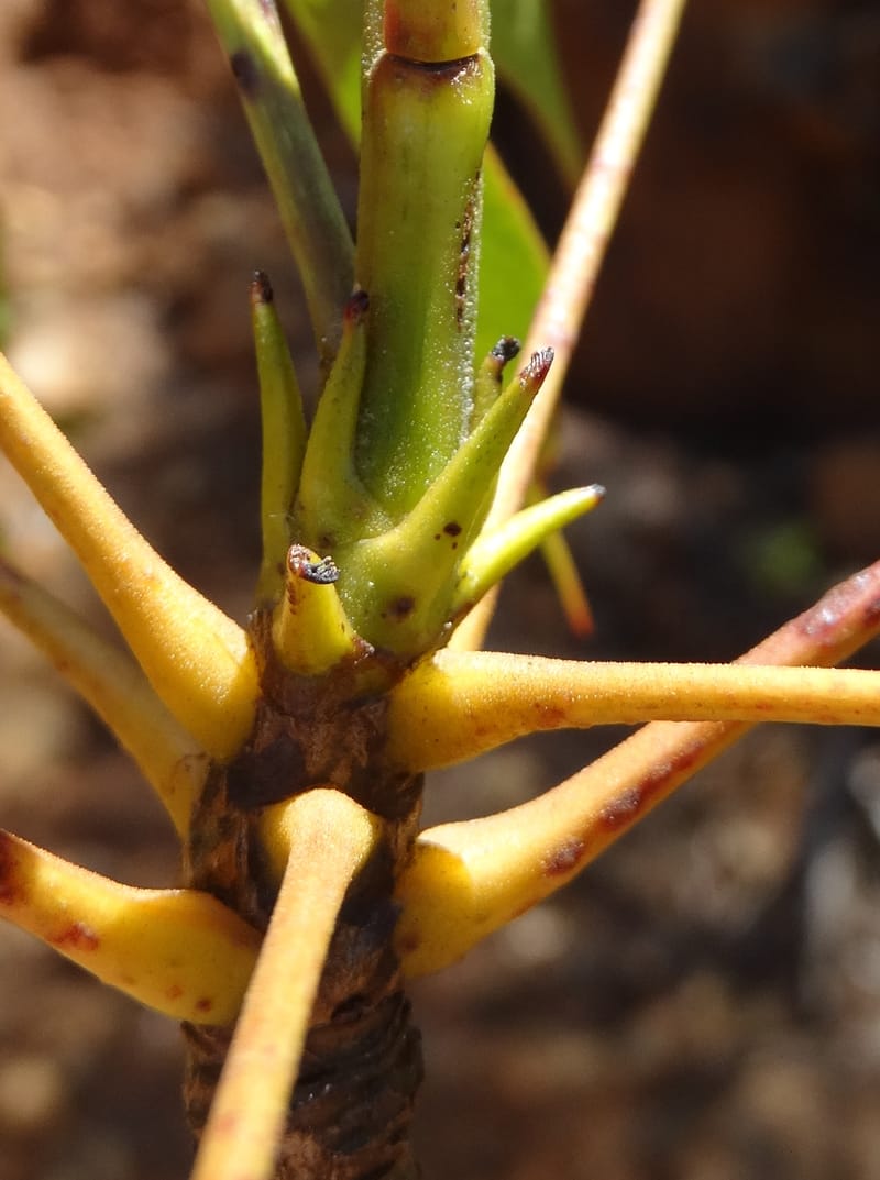 Polyscias, Lowry, P 7417--New Caledonia. PinPin. 20 Nov 2015. DSC03938 (182).JPG