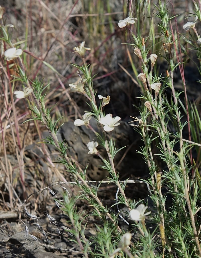 Leptodactylon pungens, C. Davidson 13670--ID. Hwy 20 W of Arco. Open basalt flow. 18 Jun 2017. DSC02519 (108).JPG