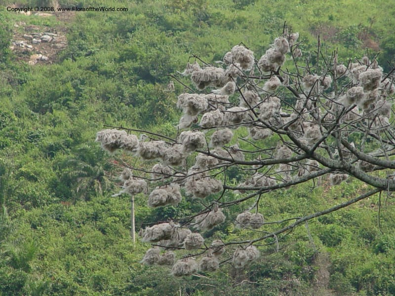 Ceiba pentandra--Ghana. Aburi Hills. Near Larteh, e. of Aburi. 13 Dec 03. 004.jpg