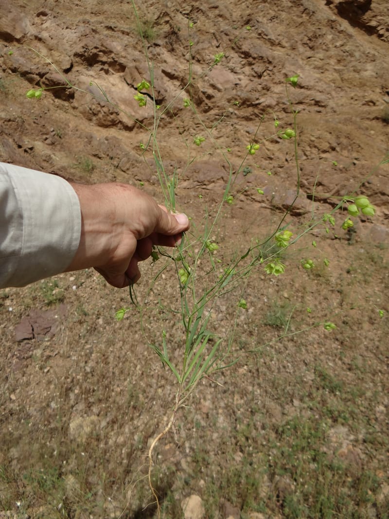 Bupleurum--Kurdistan. Tawailla. Stop 3. 22 May 2013. DSC04827 (21).JPG