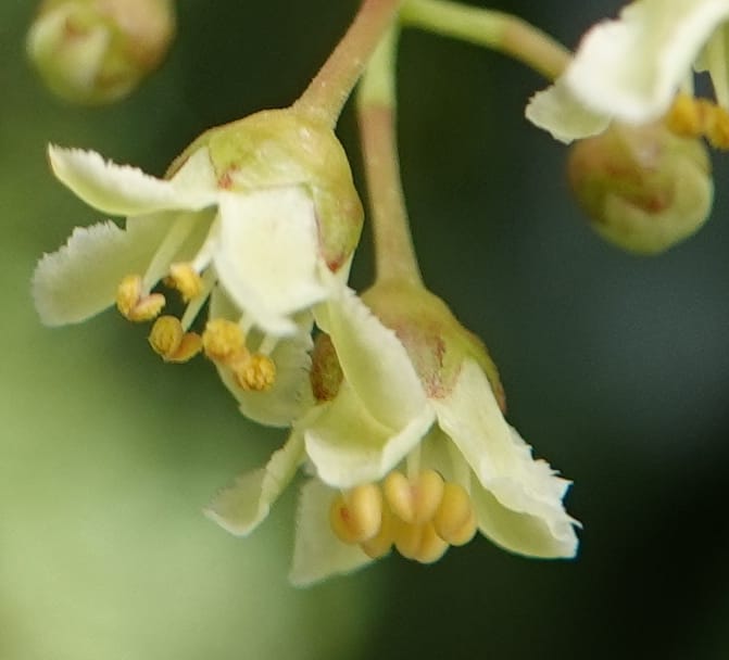 Celastrus stylosus, D. Boufford 44095--China. Yunnan. Ci Wu Duan Rd. Stop 2. 29 Apr 2018. DSC00344 (201).JPG