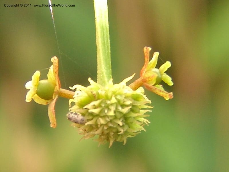 Smilax obliqua, RVasquez 31461--Peru. Prov. Oxa. Parq. Nac. Yanachaga Chemillen. 12 Oct 06. 177 (2).jpg