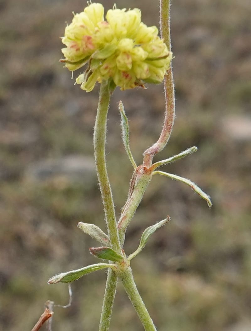 Eriogonum douglasii, C. Davidson 13770--Oregon. Wallowa Co. Upper Camp Creek Canyon. 4 Jun 2018. DSC04733 (123).JPG