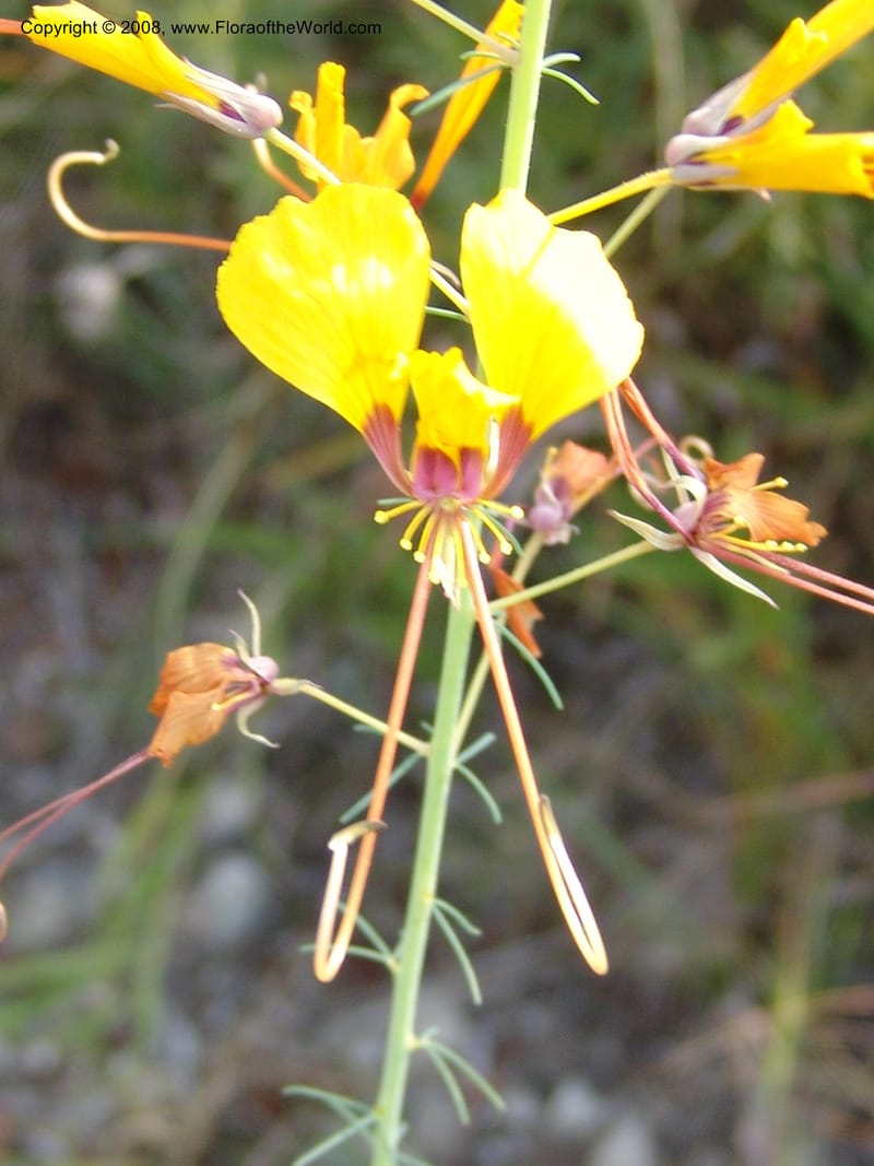 Cleome angustifolia--So.Africa. Mpumal. R577 N of Lydenburg. 16 Mch 05. 144.jpg