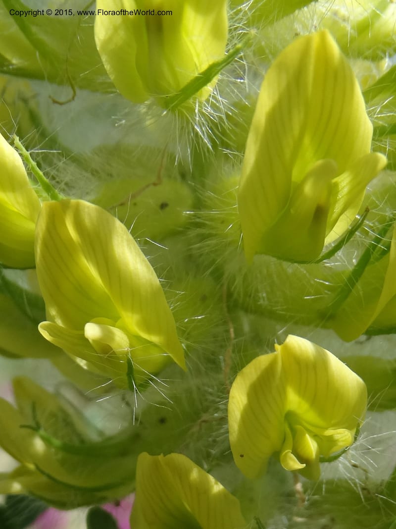 Astragalus trichocalyx, Davidson, C 12434--Georgia (Caucasus). Rustavi Village. 5 Jun 2014. DSC07073 (232).JPG