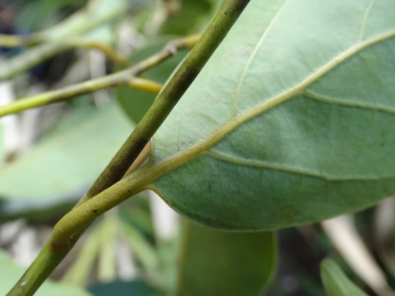 Cryptocarya, Lowry, P 7340--Fiji. Vesidrua Vill. 5 Nov 2015. DSC09215 (129).JPG