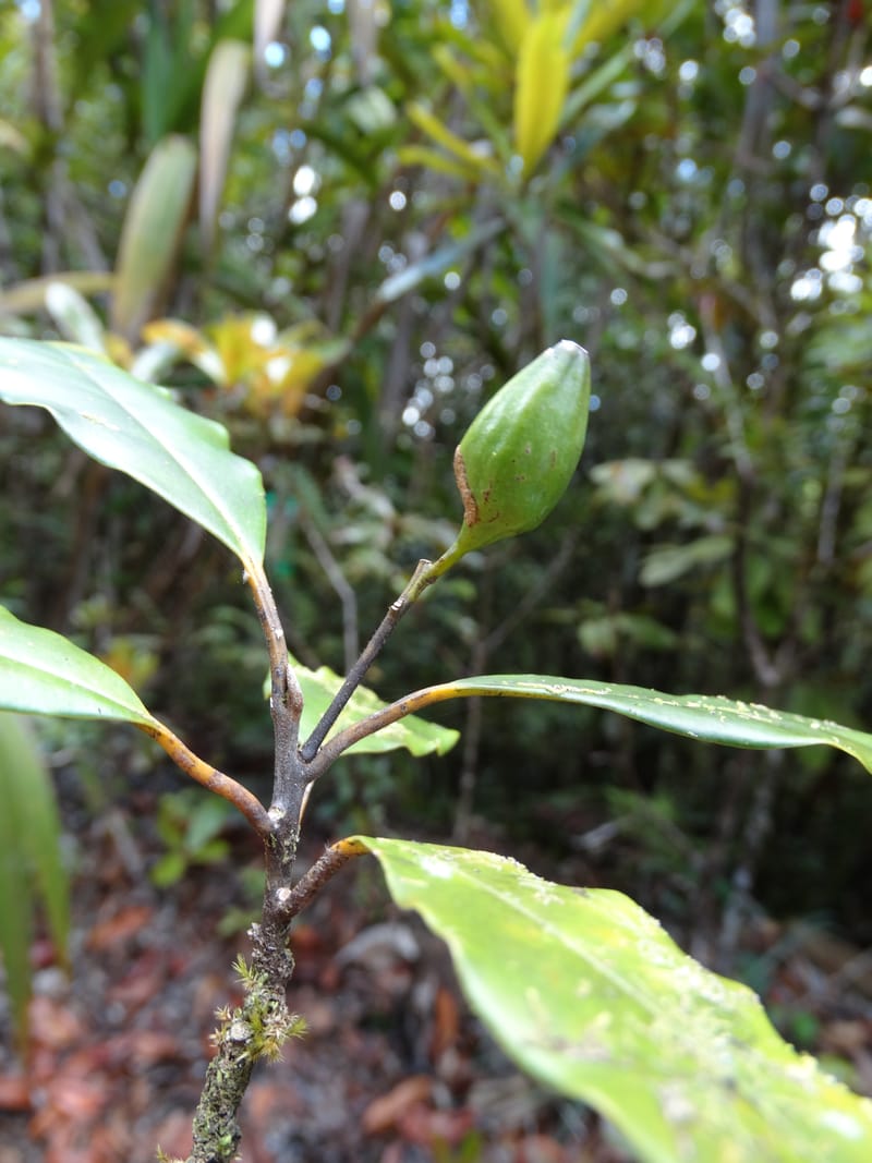 Cryptocarya phyllostemon, Munzinger, J 7408--New Caledonia. Mont Dzumac. 12 Nov 2015. DSC01563 (245).JPG