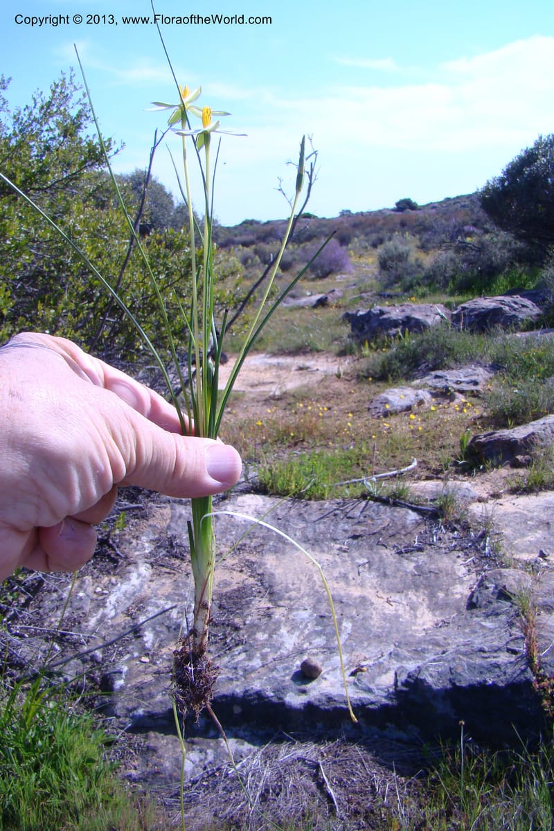 Spiloxene serrata, C. Davidson 11517--South Africa. Northern Cape. Papkuilsfontein. 25 Aug 09. 131 (8).jpg