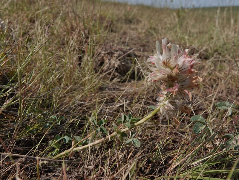 Trifolium macrocephalum, C. Davidson 13789--Oregon. Wallowa Co. Upper Camp Creek Canyon. 5 Jun 2018. DSC05225 (53).JPG
