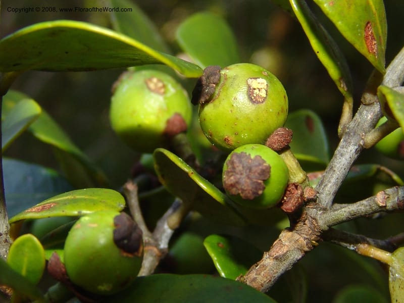 Garcinia, ZRogers1204--Madag. Anjozorobe, Aire Protegee, E Antsahabe. 17 Nov 06. 294.jpg