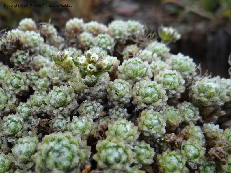 Draba, Ulloa, C 2414--Ecuador. Pichincha. Nevado Cayambe. 6 Oct 2012. DSC07236 (125).JPG