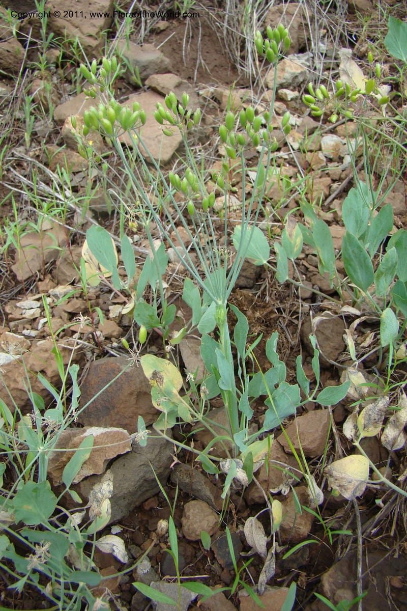 Lomatium nudicaule, C. Davidson 11435--Idaho. Adams Co. Smokey Boulder Rd. 6 June 2009. 316.jpg