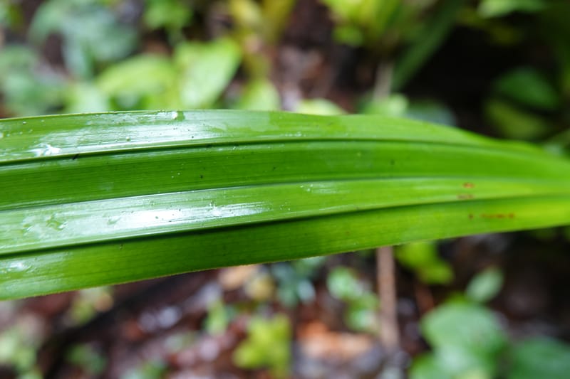 Mapania, C. Davidson 14078--Gabon. Raponda-Wallker. 28 Oct 2019. DSC02420 (163).JPG