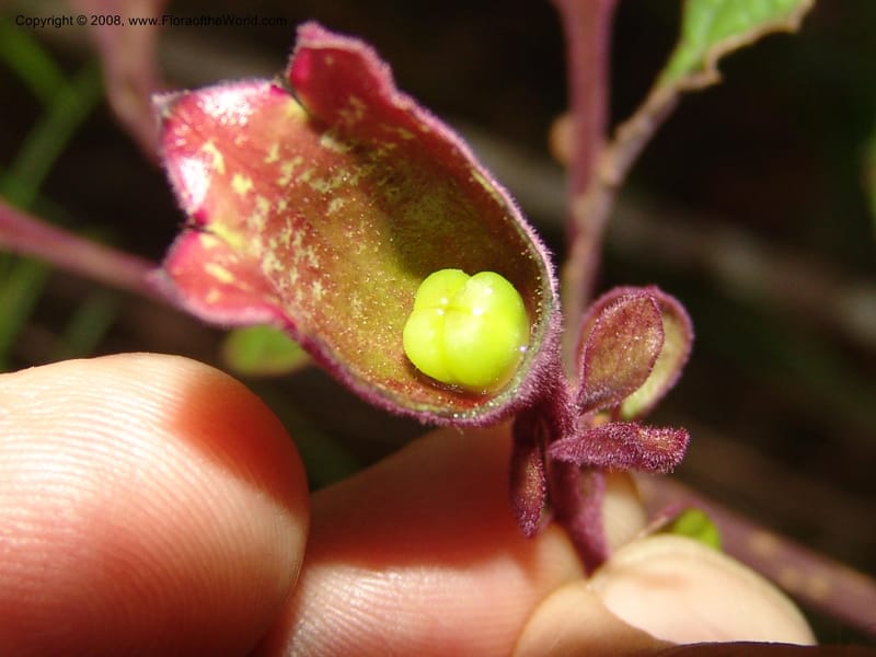 Clerodendrum, ZRogers1203--Madag. Anjozorobe, Aire Protegee, E Antsahabe. 17 Nov 06. 316.jpg