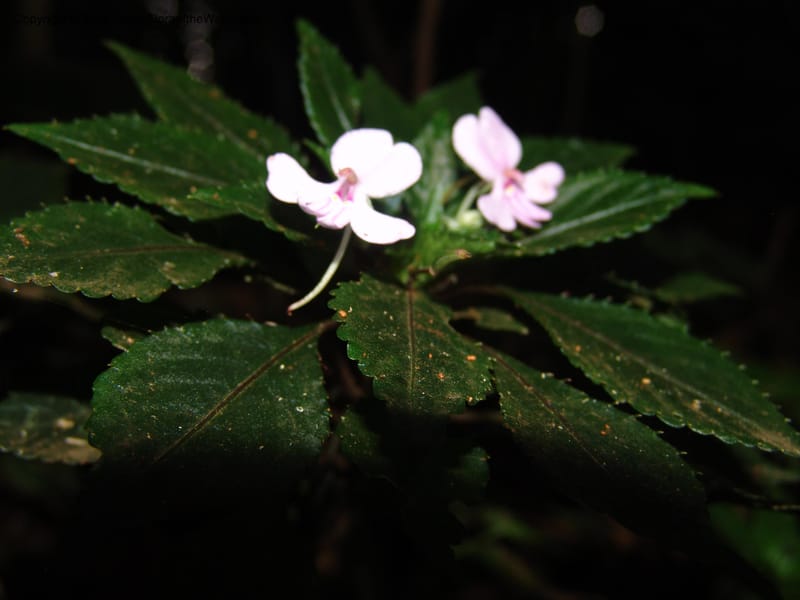 Impatiens sodenii--Kenya. Limuru. Forest fragment near Brackenhurst Ctr. 11 Jul 04. 058.jpg